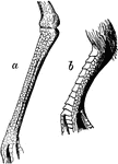 "Fig 38 a, Reticulate tarsus of a Plover. b, Scutellate and reticulate tarsus of a pigeon." Elliot Coues, 1884