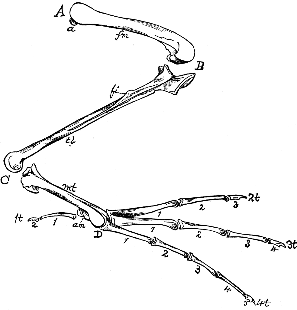 Bones Of A Bird s Hind Limb ClipArt ETC