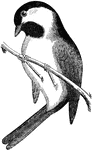 "Crown and nape, with chin and throat, black, separated by white sides of the head. Upper parts brownish-ash, with slight olive tinge, and a rusty wash on rump. Under parts more or less purely white or whitish, shaded on the sides with a brownish or rusty wash. Wings and tail like upper parts, the feathers moderately edged with hoary-white." Elliot Coues, 1884