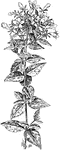 "Ornamental plants, cultivated chiefly for their handsome flowers. The Abelias are small or medium-sized bushy shrubs with deciduous or persistent foliage and rather small in numerous flowers varying from white to pink or purple; after the flowers have fallen, the persistent usually purplish sepals are attractive. A. grandiflora, Rehd. Fig. 58. Lvs. ovate, rounded or attenuate at the base, acute, 3/4-1&1/2 in. long, serrate, shining above, nearly glabrous, half-evergreen: fls. in terminal, loose panicles, white flushed pink, campanulate, 3/4in. long; stamens not exserted. Of garden origin. Gt. 41:1366. Gn. 76, p.528. J.H. III. 8:77- One of hte hardiest and most free-flowering abelias; it flowers continuously from June to November." L.H. Bailey, 1917