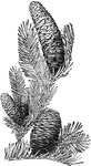 "Fig. 60. Cones of Abies - From bottom to top, A. grandis (Grand Fir), A. Balsamea (Balsam Fir), A. Picea (Silver Fir)." L.H. Bailey, 1917