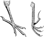 "Fig. Typical passerine feet. The right hand fig. is plectrophanes lapponicus." Elliot Coues, 1884