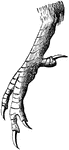 "Fig. 44- Syndactyle foot of a kingfisher. Thus a kingfisher shows what is called a syndactyle or syngnesious foot (fig. 44), where the outer and middle toes cohere for most of their extent and have a broad sole in common. It is a degradation of the insessorial foot, and not a common one either; seen in those perching birds which scarcely use their feet for progression, but simply for sitting motionless." Elliot Coues, 1884