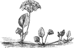 "Latifolia, perennial: whole plant viscid-pubescent, prostrate: lvs. thick, ovate, orbicular or reniform, obtuse, stalked: fls. fragrant, 1/2 - 3/4 in. long, lemon yellow. June, July" L.H. Bailey, 1917