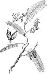 "Crab's-eye vine. Weather Plant. Fig. 64. - Height 10-12 ft.; frequently trailing over the ground S.: lfts. oblong, in numerous pairs: fls. varying from rose to white: seeds bright scarlet, with a black spot, used by Buddhists for rosaries, in India as standard weight, and in the W. Indies in bead word. Seeds irritant; also used as an abortive in the U.S.A variety with cream-colored bean is offered by Reasoner Bros.: Tropics generally. -The claims make for its weather-fortelling properties are exposed by Oliver in Kew Bull. Jan., 1890. It does, however, "go to sleep" during storms, but this is a feature of other legumes. Sometimes confounded with Rhynchosia phaseoloides (R. precatoria), which has similar seeds, but is a very different plant with large, 3-foliolate, bean-like lvs." L.H. Bailey, 1917