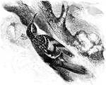 "Common Brown Creeper. Upper parts dark brown, changing to rusty-brown on the rump, everywhere streaked with ashy-white. An obscure whitish superciliary stripe. Under parts dull whitish, sometimes tinged with rusty on the flanks and crissum. Wing-coverts and quills tipped with white, the inner secondaries also with white shaft-lines, which, with the tips, contrast the blackish of their outer webs. Wings also crossed with white or tawny-white, the anterior bar broad and occupying both webs of the feathers, the other only on the outer webs near their ends. Tail grayish-brown, darker along the shaft and at the ends of the feathers, sometimes showing obsolete transverse bars. Bill blackish above, mostly flesh-colored or yellowish below; feet brown; iris dark brown." Elliot Coues, 1884