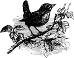 "European Wren. Feet strictly laminiplanter, as usual in Oscines. Tail thin, with narrow parallel-edged feathers. Wings and tail more or less completely barred cross-wise. Large. Upper parts uniform in color, without streaks or bars; rump with concealed white spots. Belly unmarked; a conspicuous superciliary stripe." Elliot Coues, 1884