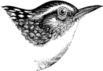 "Long-billed Marsh Wren. T. palustris. Above clear brown, unbarred, the middle of the back with a large black patch sharply streaked with white (these white stripes sometimes deficient). Crown of head usually darker that the back, often quite blackish, and continuous with the black interscapular patch. a dull white superciliary line. Wings fuscous, the inner secondaries blackish on the outer webs, often barred or indented with light brown. Tail evenly barred with fuscous and the color of the back. Under parts white, usually quite pure on the belly and middle line of the breast and throat, but much shaded with brown on the sides, flanks, and crissum. Bill blackish above, pale below; feet brown." Elliot Coues, 1884