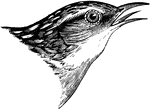 "Short-billed Marsh Wren. Cistothorus platensis. Upper parts brown, the crown and most of the back blackish, streaked with white. below, whitish, shaded with clear brown across the breast and along the sides, and especially on the flanks and crissum, the latter more or less indistinctly barred with dusky (often inappreciable). A whitish line over the eye. Wings and tail marked as in the last species. Upper tail-coverts decidedly barred. Bill blackish above, whitish below, extremely small, scarcely half as long as the head; feet brown." Elliot Coues, 1884