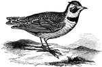 "Shore Lark or Horned Lark. Upper parts in general pinkish-brown, this pinkish or vinaceous or liliaceous tint brightest on the nape, lesser wing-coverts, and tail-coverts, the rest of the upper parts being duller and more grayish-brown, boldly variegated with dark brown streaks; middle pair of tail-feathers and several of the inner secondaries rufous-brown, with darker centres. Under parts, from the breast backward, white; the sides strongly washed with the color of the upper parts, and mottling of same across the lower part of the breast. A large, distinct, shield-shaped black area of the breast. Tail-feathers, except the middle pair, black, the outermost edged with whitish. Wings quills, except the innermost, plain fuscous, the outer web of the 1st primary whitish. Lesser wing-coverts usually tipped with grayish-white. Top of head like nape; bar across front of vertex, thence extended along sides of crown, and produced into a tuft, or "horn" black; front and line over eye, also somewhat produced to form part of the tuft, white or yellowish; a broad bar from nostrils along the lores, thence curving below the eye and widening as it descends in front of the auriculars, black; rest of the sides of the head and whole throat white or sulphury-yellow. Bill plumbeous-blackish, bluish-plumbeous at base below (sometimes there yellowish); feet and claws black; iris brown." Elliot Coues, 1884