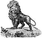 A noble lion standing on a rock.