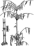 "Bamboo. a.- upper portion of the stem with foliage. b.- root stem. c.- section of stem. Bamboo, the common name of the arborescent grasses belonging to the genus Bambusa." -Vaughan, 1906