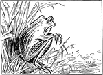 An illustration of a frog sitting on the bank of a pond looking out into the water.
