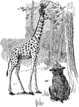 An illustration of a giraffe eating leaves with a monkey sitting on the giraffe's head.
