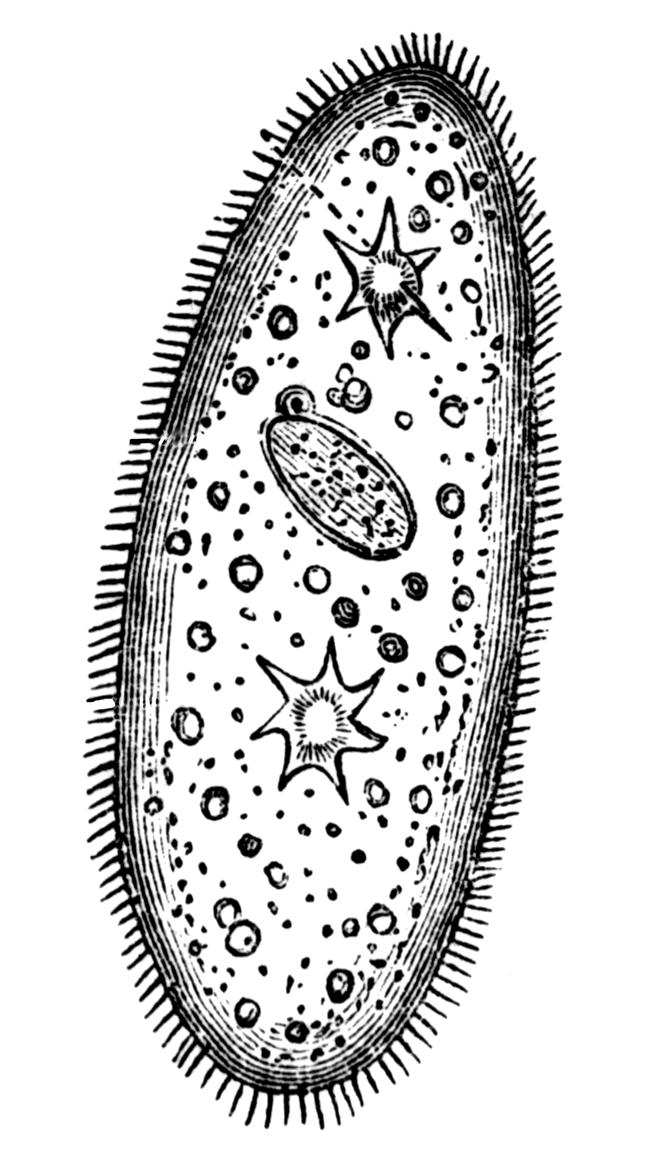 Paramecium Biology Protista Worksheet Biologycorner Amoeba Reino ...
