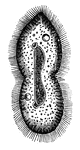 Paramecium are one-celled organisms in the Protista kingdom. They are slipper-shaped, nearly transparent and move by way of cilia. nucleus (n); vesicles (v);