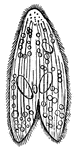 Paramecium are one-celled organisms in the Protista kingdom. They are slipper-shaped, nearly transparent and move by way of cilia.
