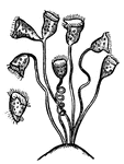 Vorticella are members of the Protista kingdom. They are often found in stagnant pools, attached to the stems of aquatic plants.