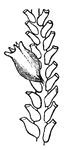 Sertularia are members of the Protista kingdom. It is an example of another group of the hyroid zoophytes, almost all the members of which are marine.