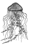 Jellyfish are generally of the hydrozoa family.