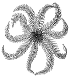 Crinoids are Echinoderms. They are distinguished by the fact that they are fixed, during the whole or a portion of the life of the animal, to submarine objects by means of a jointed flexible stalk or column.