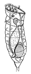 The rotifer or "wheel animalcule" owes its name to the fact that the anterior end of the body is almost always furnished with one or two circlets of cilia.
