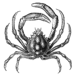 Crabs are ten-footed crustaceans. The abdomen is tucked out of site, so that nothing is visible except the carapace.