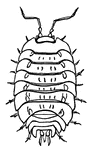 Wood-lice are commonly found under stones or in crevices of old walls. When disturbed, they curl up to protect their soft abdomens.