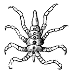 The sea spiders are inhabitants of the sea, and they are very often referred to as crustaceans.