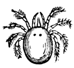 The mites form with the ticks the order Acarina, and are distinguished by the fact that the abdomen is amalgamated with the cephalothorax to form a single mass.