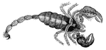 Scorpions are characterized by having a distinctly segmented abdomen, which passes into the cephalothorax, without any well-marked line of boundary.
