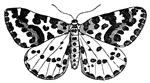 Moths have generally shorter , hairier bodies than butterflies.