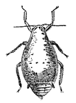 Water bugs, or Hemiptera, are true bugs.