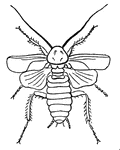 The common cockroach, male.