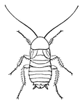 The common cockroach, female.
