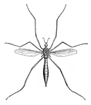In the Crane Fly, only the front pair of wings is present.