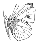 The adult or imago butterfly.