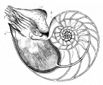 The nautilus is a true mollusc. (a) mantle; (o) eye; (t) tentacles; (f) funnel.