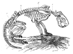 The skeleton of a beaver.(c) cervical region of vertebral column; (d) dorsal region; (b) lumbar region; (s) sacrum; (t) caudal region.