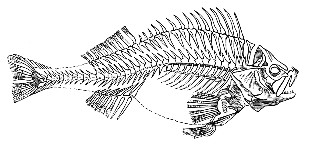 fish bones clipart