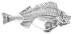 Skeleton of the common Perch. (p) one of the pectoral fins; (v) one of the ventral fins; (a) anal fin, (c) caudal fin; (d) first dorsal fin; (d) second dorsal fin; (i i ) interspinous bones.