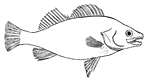 Outline of a fish, showing the "paired" and "median" fins. (p) one of the pectoral fins; (v) one of the ventral fins; (d) first dorsal fin; (d') second dorsal fin; (a) anal fin; (c) caudal fin.