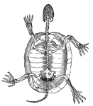 Skeleton of a tortoise, seen from below, the plastron having been removed. (ca) carapace.