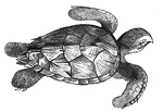 Hawk's-bill Turtle (chelonia imbricata).