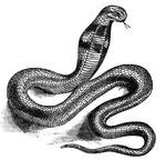Cobras are highly poisonous snakes belonging to the Elapidae family.