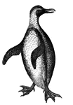 Penguins are adopted for a completely aquatic life. The body is boat-shaped, the neck long, and legs short and placed behind the point of equilibrium of the body.