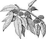 An illustration of a branch from an osage-orange plant with male flowers. Osage-orange, Horse-apple or Bois D'Arc (Maclura pomifera) is dioeceous plant species, with male and female flowers on different plants. It is a small deciduous tree or large shrub, typically growing to 8&ndash;15 metres (26&ndash;49 ft) tall. The fruit, a multiple fruit, is roughly spherical, but bumpy, and 7-15 cm in diameter, and it is filled with a sticky white latex sap. In fall, its color turns a bright yellow-green and it has a faint odor similar to that of oranges