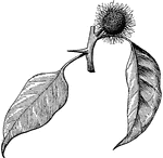 An illustration of a branch from an osage-orange plant with female inflorescence. Osage-orange, Horse-apple or Bois D'Arc (Maclura pomifera) is dioeceous plant species, with male and female flowers on different plants. It is a small deciduous tree or large shrub, typically growing to 8&ndash;15 metres (26&ndash;49 ft) tall. The fruit, a multiple fruit, is roughly spherical, but bumpy, and 7-15 cm in diameter, and it is filled with a sticky white latex sap. In fall, its color turns a bright yellow-green and it has a faint odor similar to that of oranges