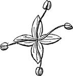 An illustration of a male flower of the osage-orange plant. Osage-orange, Horse-apple or Bois D'Arc (Maclura pomifera) is dioeceous plant species, with male and female flowers on different plants. It is a small deciduous tree or large shrub, typically growing to 8&ndash;15 metres (26&ndash;49 ft) tall. The fruit, a multiple fruit, is roughly spherical, but bumpy, and 7-15 cm in diameter, and it is filled with a sticky white latex sap. In fall, its color turns a bright yellow-green and it has a faint odor similar to that of oranges