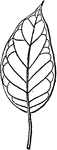 An illustration of a leaf of the osage-orange plant showing nervation. Osage-orange, Horse-apple or Bois D'Arc (Maclura pomifera) is dioeceous plant species, with male and female flowers on different plants. It is a small deciduous tree or large shrub, typically growing to 8&ndash;15 metres (26&ndash;49 ft) tall. The fruit, a multiple fruit, is roughly spherical, but bumpy, and 7-15 cm in diameter, and it is filled with a sticky white latex sap. In fall, its color turns a bright yellow-green and it has a faint odor similar to that of oranges